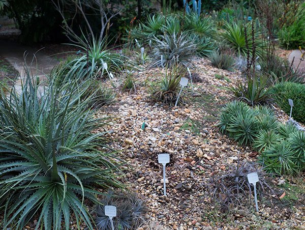 Coleção Viva Plantarum 02