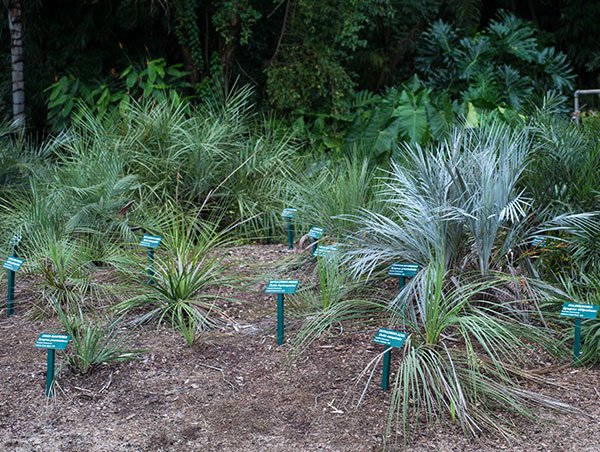 Coleção Viva Plantarum 03