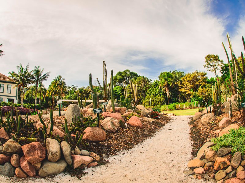 Coleção Viva Plantarum 04